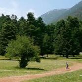 ΑΡΒΑΝΙΤΣΑ-ΕΛΙΚΩΝΑΣ