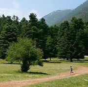 ΑΡΒΑΝΙΤΣΑ-ΕΛΙΚΩΝΑΣ