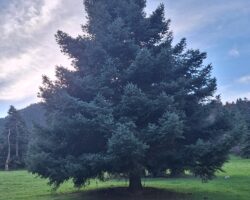 2025 ΕΛΙΚΩΝΑΣ