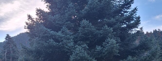 2025 ΕΛΙΚΩΝΑΣ